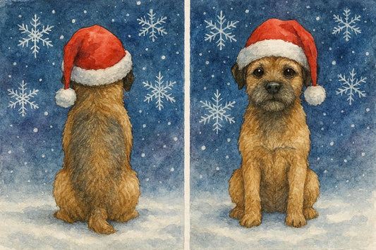 Front and back of Border Terrier Christmas Card