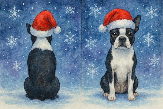 Front and back of Boston Terrier Christmas Card