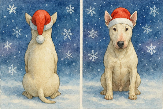 Front and back of Bull Terrier Christmas Card